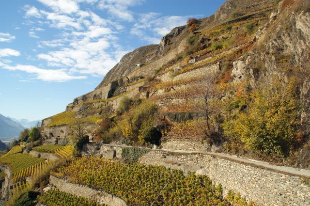 Walliser Raritäten Merlot Der Merlot, in fast allen grossen Weinländern angebaut und zu den eher spätreifenden Sorten gehörend, ist auch im Wallis heimisch geworden.