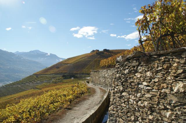 Johannisberg Der Sylvaner ist die zweitwichtigste Weissweinsorte im Wallis.