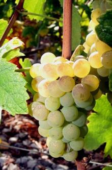 Heida Heida (im Unterwallis Païen genannt) ist der Walliser Name für den aus der Sorte Savagnin, auch Traminer genannt, gekelterten Weisswein.