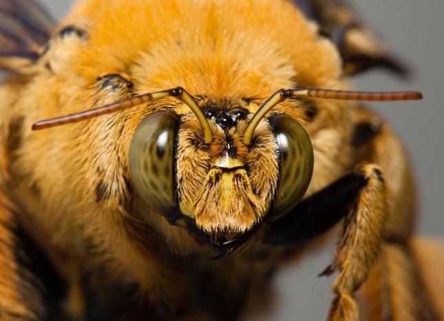 Anatomie Kopf der Biene Die meisten Sinne der Biene liegen im Kopf oder seinen Anhängen. Das sind die Augen, die Antennen und der Rüssel. Kannst du beide Augentypen erkennen? Markiere sie!