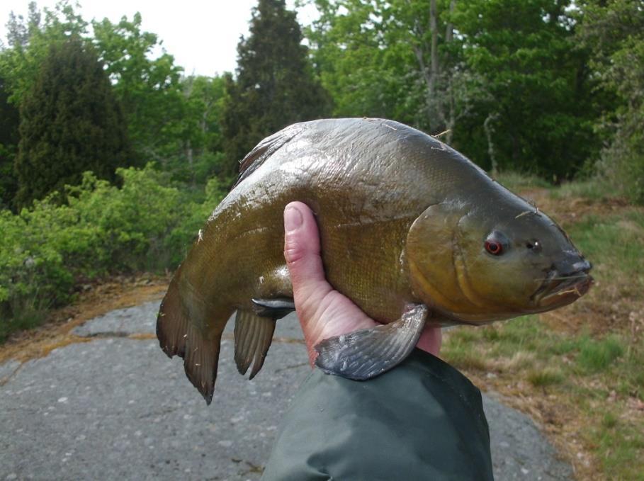 Schleie Schleien werden bis zu 65cm groß und bis zu 7 kg schwer. Schleien sind extrem widerstandsfähige Fische, die selbst in sehr sauerstoffarmen, warmen Gewässern überleben können.