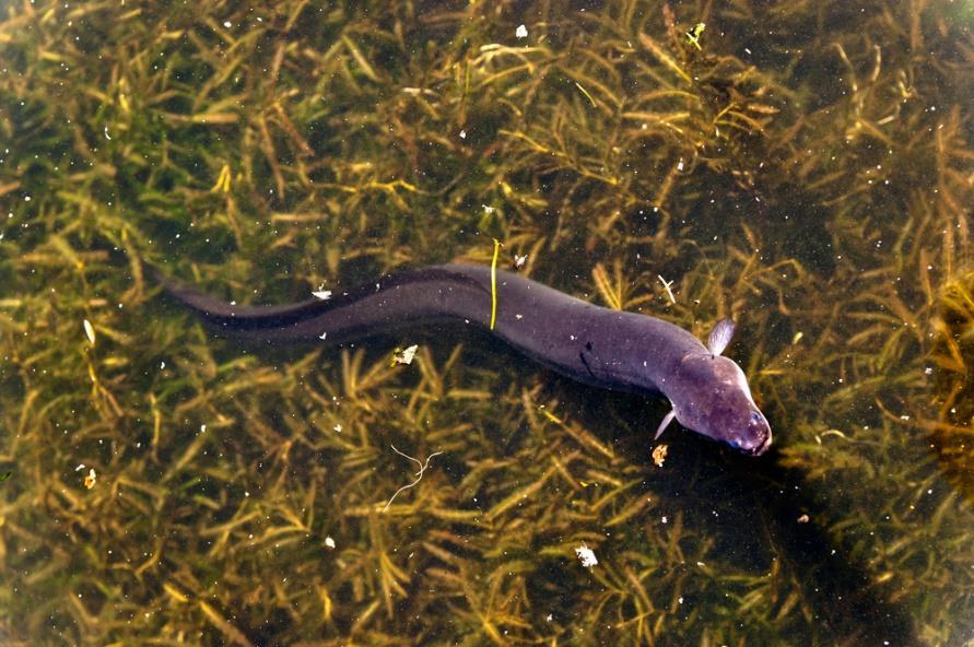Raubfische: Aal Aale können bis zu einer Größe von 140cm heranwachsen und über 5 kg auf die Waage bringen. Weibchen werden bis zu doppelt so groß wie Männchen.