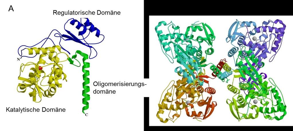 Einleitung 11 kda und besteht aus einer regulatorischen (Aminosäuren 1-142), einer katalytischen (Aminosäuren 143-410) und einer Oligomerisierungsdomäne (Aminosäuren 411-452) (Erlandsen & Stevens