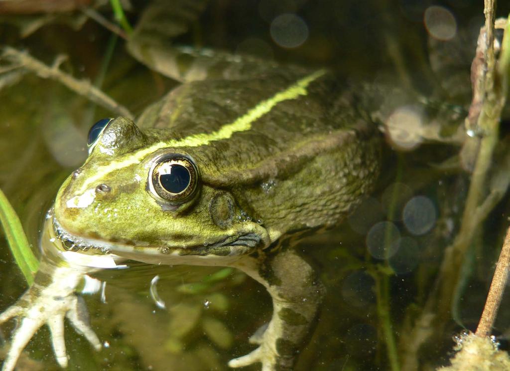 Verdrängen Seefrosch und Teichfrosch gefährdete Amphibienarten?