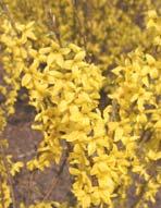 Blüten besetzt 'Lynwood' (gefunden 1935 in Irland) 'Marée d'or' ('Courtaso'), entstanden 1986 aus bestrahlten Samen von 'Minigold' (Flojor, Minier, 1972) hellgelb, groß, schmale Blütenblätter, sehr