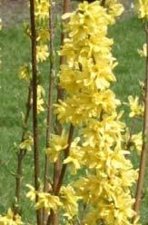 s Forsythia intermedia 'Weekend' ('Courtalyn', entstanden etwa 1985 aus bestrahlten Samen von 'Week End' ('Courtalyn', entstanden etwa 1985 aus bestrahlten Samen von goldgelb, mittelgroß,