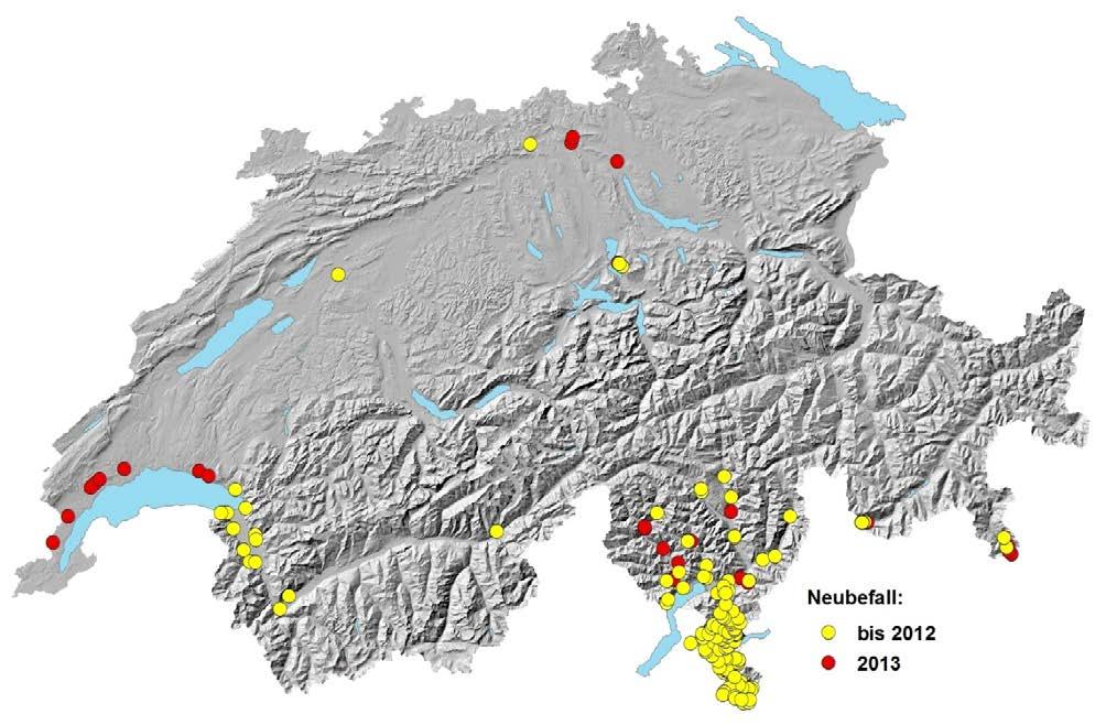 prozentual zu weniger Beanstandungen als noch im Vorjahr (EIDG. PFLANZENSCHUTZDIENST EPSD, 2013). Waldschutz Schweiz hat 2013 erneut zahlreiche Anfragen und Verdachtsmeldungen zum ALB erhalten.