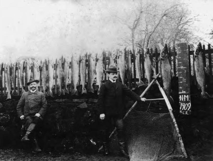Lachsfang in der Kalle, Vlotho, 1909. In der Hoffnung, den Niedergang des Lachses in der Kalle doch noch aufhalten zu können, wurde im Jahr 1939 der Pachtvertrag geändert.
