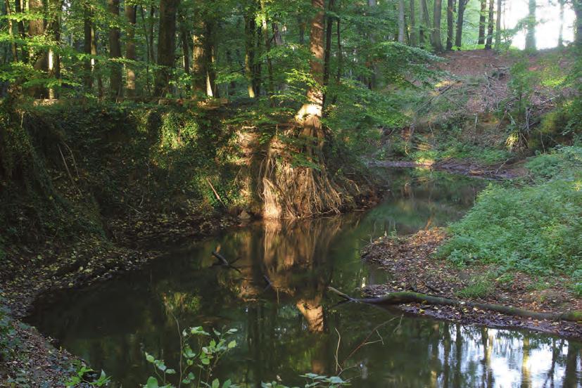 Koppenbach im Tiefland.