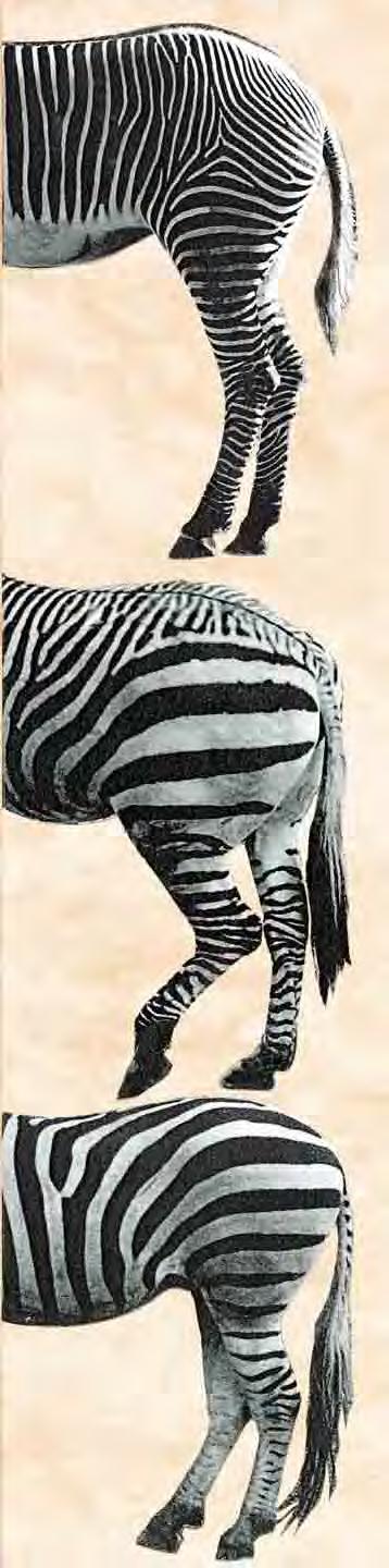 Abb. 4: Hinterpartien der drei Zebra arten und ihre spezifische Streifung nach dem Beispiel von Prazák & Trouessart (1889), Zitate aus Antonius (& Mohr 1951: 66 ff).