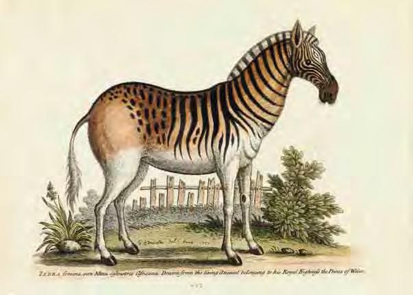 Abb. 8: Edwards Tafel 223 ( Zebra ), Ikono-Lectotyp Equus quagga. Edward s tab. 223 ( Zebra ) as icono-lecto-type Equus quagga Bodd. Abb. 9: Ikono-Lectotyp Asinus Burchellii Gray, 1824.