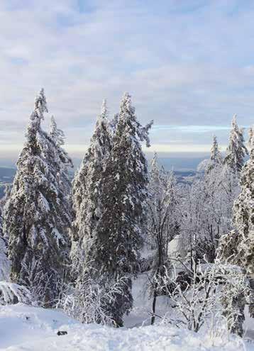 Rodel-Spaß Winterwandern Pferdeschlitten-Ausfahrten Viel Abwechslung