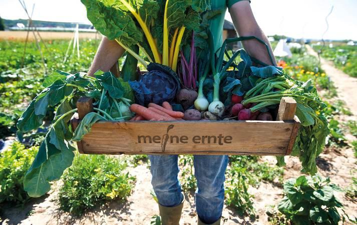 Deshalb machen so viele Menschen bei meine ernte mit Gesundes Gemüse aus eigenem Anbau genießen unbelastet und frisch Auch als Stadtmensch die Natur erleben Gärtnern macht glücklich "Gartenarbeit hat