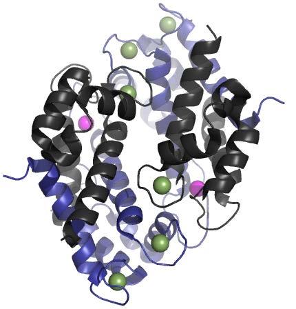 Calprotectin Protein aus der S-100 Familie In Epithelien und Leukozyten vorhanden Wird
