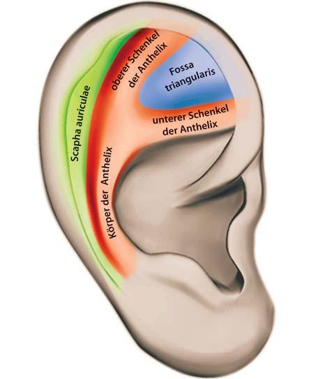274 Kapitel 21 Weiterführende APM-Behandlungen 21 Abb. 21.5. Anatomische Bereiche, in denen sich das Yin- Gebiet auf das Ohr projiziert.