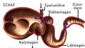 4. Fütterung der Mutterschafe Verdauungssystem: Der Wiederkäuer besitzt ein
