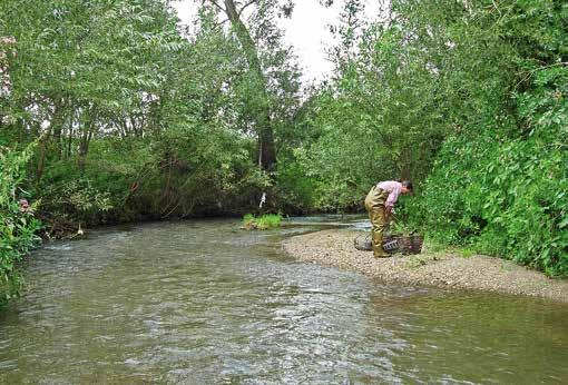 Flusskrebsprojekte im Burgenland 2003-2012 Im Auftrag der Burgenländischen Landesregierung wurden von 2003 bis 2006 die Fließgewässer des Burgenlandes auf das Vorkommen von Flusskrebsen untersucht.
