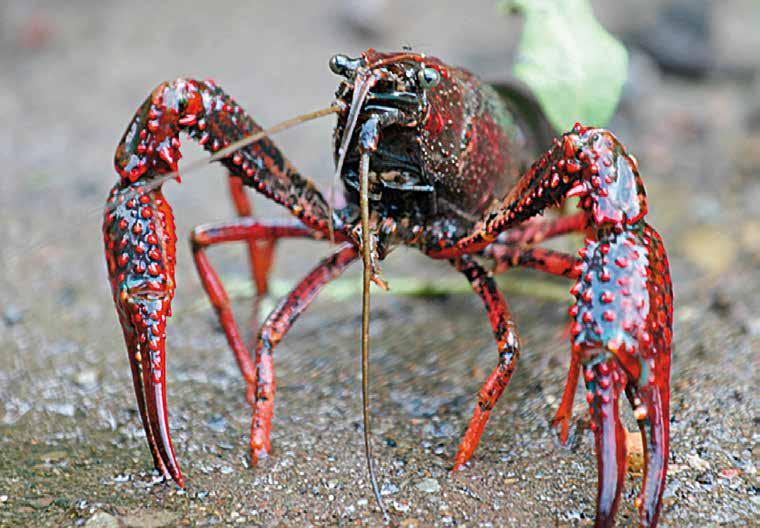 Roter Amerikanischer Sumpfkrebs Roter Amerikanischer Sumpfkrebs (Procambarus clarkii) Der aus dem Süden der USA, Mexiko und Mittelamerika stammende, auffallend rot-schwarz gefärbte Krebs wurde in