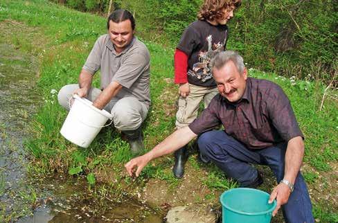 Besatzmaßnahmen an ausgewählten Teichen Von 2005 bis 2007 wurde in ausgewählten Teichanlagen im Burgenland eine Wiederansiedelung des Edelkrebses durchgeführt.
