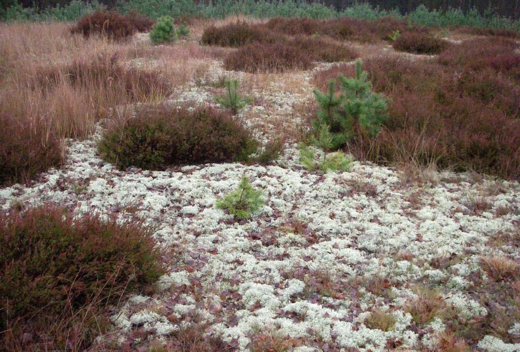 Abbildung 1: Rentierflechten (Cladonia spec.