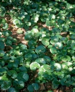 Asarum europaeum wintergrün gute Bodendeckung (90-100%) unter Linde, Weiden, Pappel verträgt