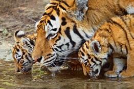 Amur-Tiger Der Amur-Tiger ist die größte lebende Katzen-Unterart der Erde. Ausgewachsene Männchen können ein Gewicht bis zu 300 Kilogramm erreichen.