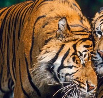 Hohe Preise für Tigerfelle und andere Körperteile, wie zum Beispiel Knochen, auf den asiatischen Schwarzmärkten verlocken Wilderer dazu, Jagd auf Tiger zu machen.