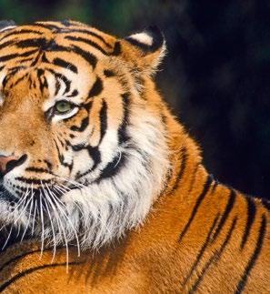 Auch auf politischer Ebene lobbyiert der WWF und steht im kontinuierlichen Dialog mit den Regierungen aller Tigerverbreitungsstaaten, um die aktive Unterstützung der Schutzbemühungen für den Tiger