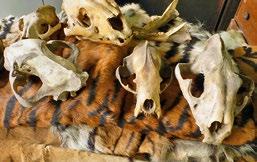 Sumatra-Tiger Der Sumatra-Tiger ist die kleinste aller sechs noch lebenden Unterarten. Seine geringe Größe erleichtert ihm die Fortbewegung durch den dichten Regenwald.
