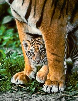 Das erfordert eine Priorisierung des Tigerschutzes auf höchster politischer Ebene.