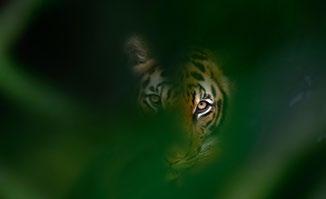 Jeder kann etwas für den Schutz der Tiger und weiterer bedrohter Arten tun. Unterstützen Sie den WWF! Dazu gibt es viele Möglichkeiten.