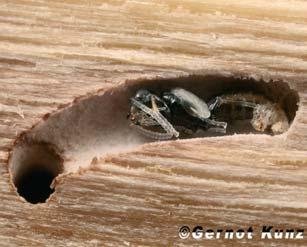 Ein Holzschädling mit speziellen Vorlieben Der Ungleiche Holzbohrer (Xyleborus dispar bzw. Anisandrus dispar) ist ein polyphager Schädling, der Kern- und Steinobst befällt.