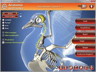 Durch Klicken auf die Checkbox "Muskulatur" werden im Modell die gesamten Muskelpartien am Skelett der Taube eingeblendet.