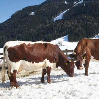 Jänner 2015 umfasst die Stichprobe der Kalibrierungsstiere beim Braunvieh je nach Merkmal bis zu 4.500 Stiere. Zum Stand Jänner 2015 liegen bei Braunvieh knapp 16.