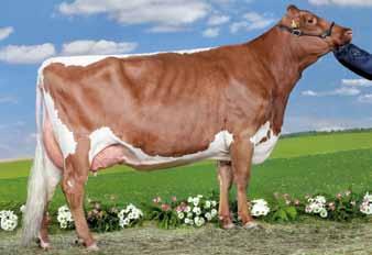 Warum ist die Bedeutung der Eltern beim Zuchtwert einer Kuh so hoch? MARIE Pinzgauer x Red Holstein AT 983.197.417 (V.: DIPLOMA RED) DL: 3/2 7.