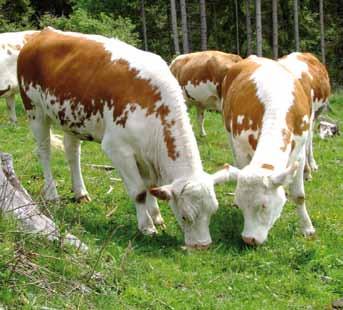 Seltene Rinderrassen Der Verein ÖNGENE (Österreichische Nationalvereinigung für Genreserven) hat in Zusammenarbeit mit den Bundesländern und dem Landwirtschaftsministerium Anforderungsprofile zur