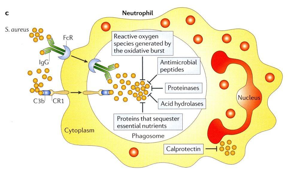 Neutrophile als Effektoren Neutrophile phagozytieren mit extrem hoher Effizienz opsonisierte Mikroorganismen und andere Partikel.