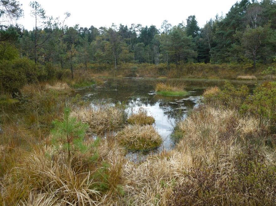 Die Rolle der Unteren Naturschutzbehörde Die UNB ist zuständig für den Vollzug des Natur- und Artenschutzrechts und prüft die Erfüllung der entsprechenden fachrechtlichen Anforderungen.