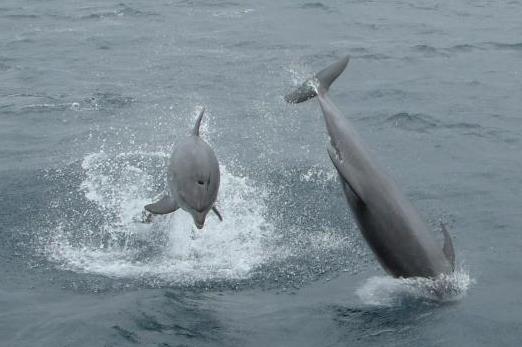 org) Diese Art von Delfinen ist wohl die bekannteste, da sie für Delfinarien gefangen und auch für die Filmindustrie verwendet werden. Von da hat er auch einen weiteren Namen bekommen: Flipper.