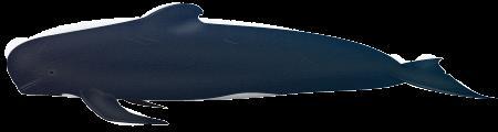 4.4.4 Gewöhnlicher Grindwal (Globicephala melas) Steckbrief Unterordnung: Zahnwale Grösse: 3,8 6 m Gewicht: 1,8 3,5 t Nahrung: Fische und Kalamare Gefährdung: nicht gefährdet, wird am meisten in der