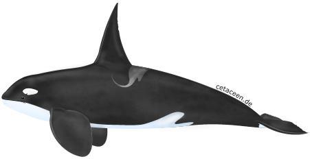 4.4.5 Orca (Orcinus orca) Steckbrief Unterordnung: Zahnwale Grösse: 5,5 9,8 m Gewicht: 2,6 9 t Nahrung: Fische, Kopffüsser, Wale, Robben, Seekühe und Meeresvögel Gefährdung: nicht gefährdet Den Orca