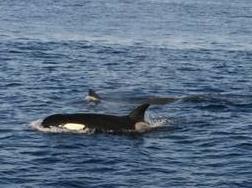 Nur hat ein Orca noch viel weniger Bewegungs-freiraum in solchen Delfinarien. Von allen Cetaceen ist er der grösste Wal, der auf langen Transporten überlebt.