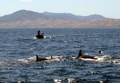 Orcas und marokanische Fischer (von frimm.