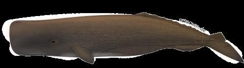 4.4.6 Pottwal (Physeter macrocephalus) Steckbrief Unterordnung: Zahnwale Grösse: 11 18 m Gewicht: 20 50 t Nahrung: vor allem Kalamare, auch andere