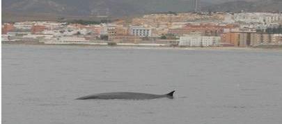 4.4.7 Finnwal (Balaenoptera physalus) Steckbrief Unterordnung: Bartenwale Grösse: 18 22 m Gewicht: 30 80 t Nahrung: Leuchtkrebse, auch Schwarmfische und Kopffüsser Gefährdung: stark gefährdet, wird