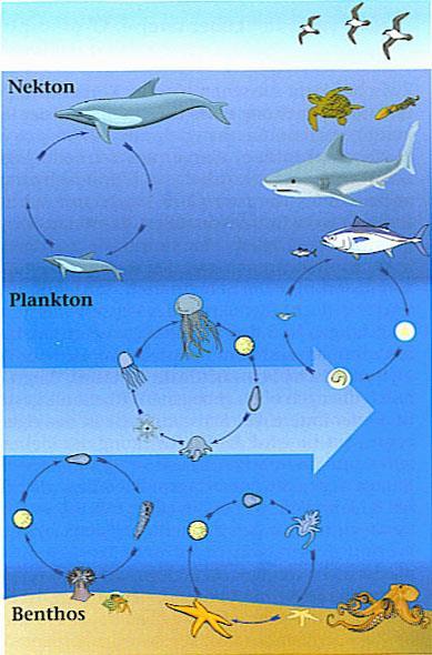Denn diese werden von jeweils dem nächst grosserenem Tier gegessen und am Ende stehen die Cetaceen, Haie und der Mensch. Übersicht der Nahrungskette (von Hofrichter et al., 2002 nach Tardent, 1993).