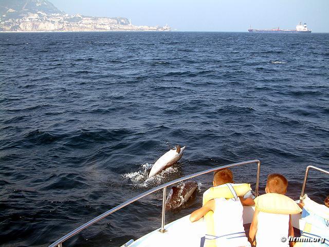 4 Cetaceen In diesem Abschnitt stelle ich euch die sieben Cetaceen vor, die in der Strasse von Gibraltar Leben. 4.4.1 Gewöhnlicher Delfin (Delpinus delphis) Steckbrief Unterordnung: Zahnwale Grösse: