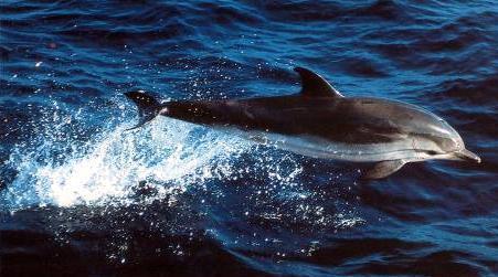 4.4.2 Blau-Weisser Delfin (Stenella coeruleoalba) Steckbrief Unterordnung: Zahnwale Grösse: 1,8-2,5 m Gewicht: 90 150 kg