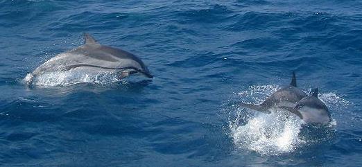 von Gibraltar (von firmm.org) Der Blau-Weisse Delfin ist ein sehr schneller Schwimmer.