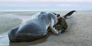 Nach der Säuberung und dem Abtransport der Kadaver wurden inzwischen die Knochen eines dieser Wale wieder zusammengesetzt und nach Wangerooge zurückgebracht.